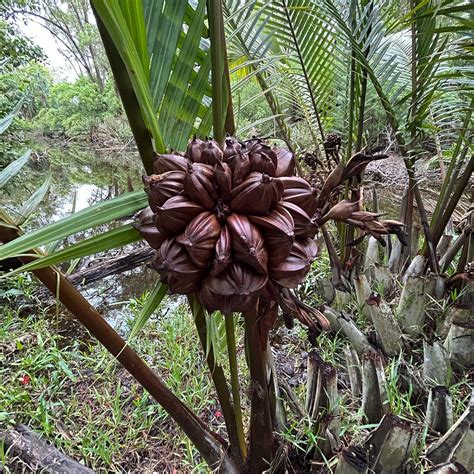 crown palms|Iba pa.